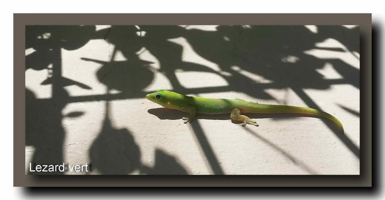 Le Gecko Vert Manapany-les Bains Dış mekan fotoğraf