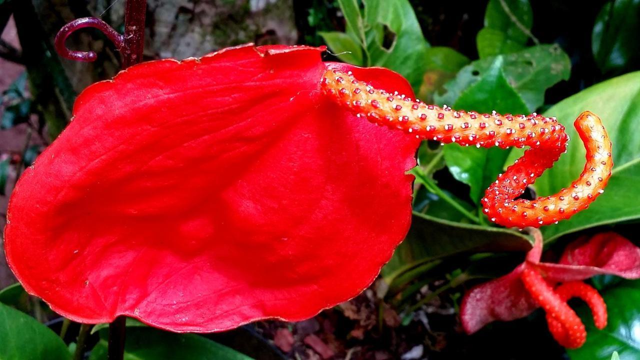 Le Gecko Vert Manapany-les Bains Dış mekan fotoğraf